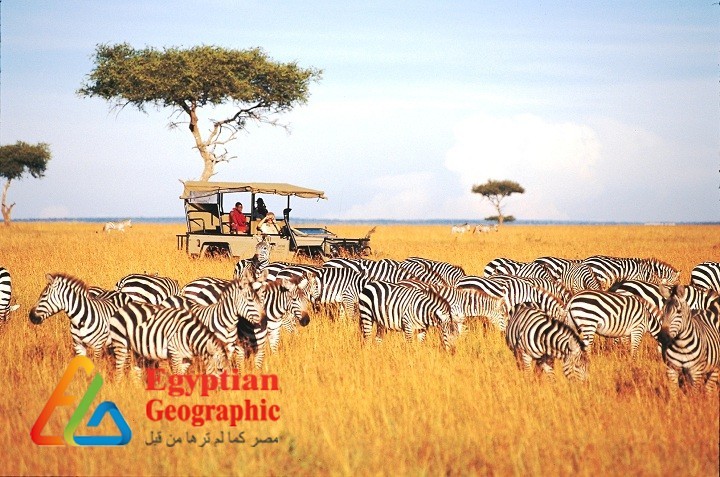 كينيا.. حديقة حيوان إفريقيا المفتوحة