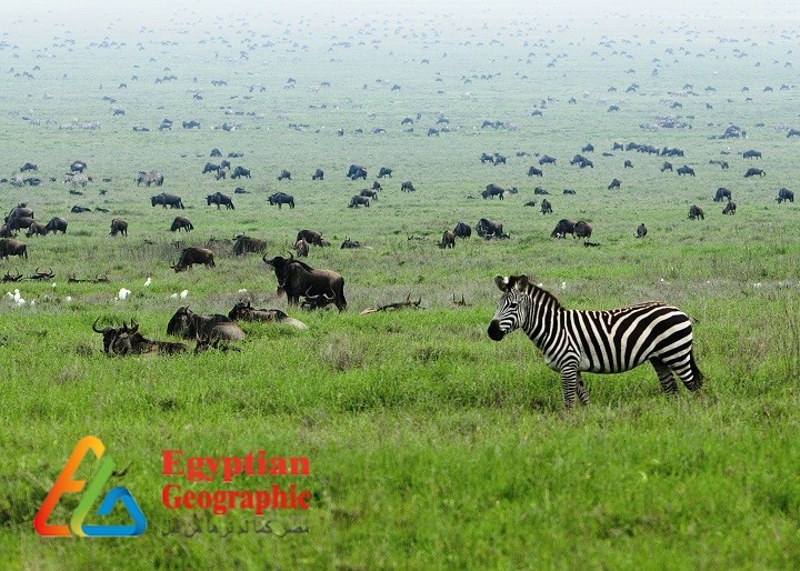 كينيا.. حديقة حيوان إفريقيا المفتوحة