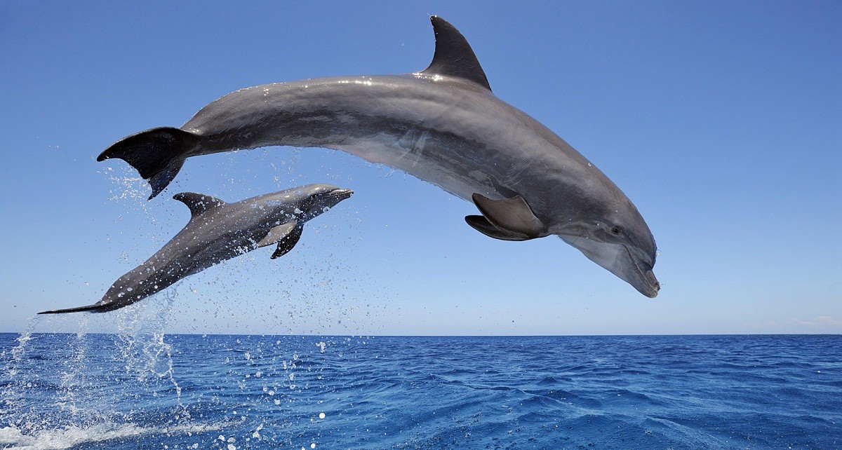 الدلافين في البحر الأحمر