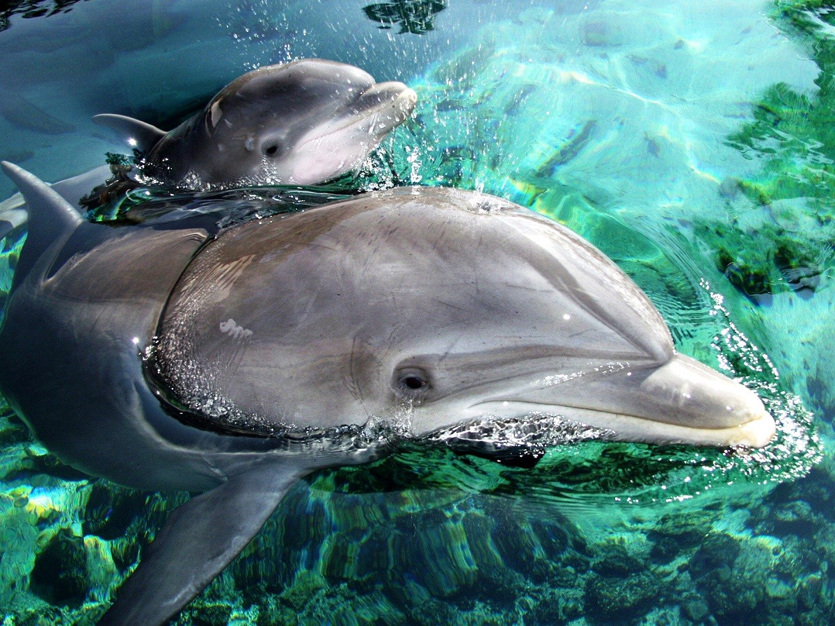 الدلافين في البحر الأحمر
