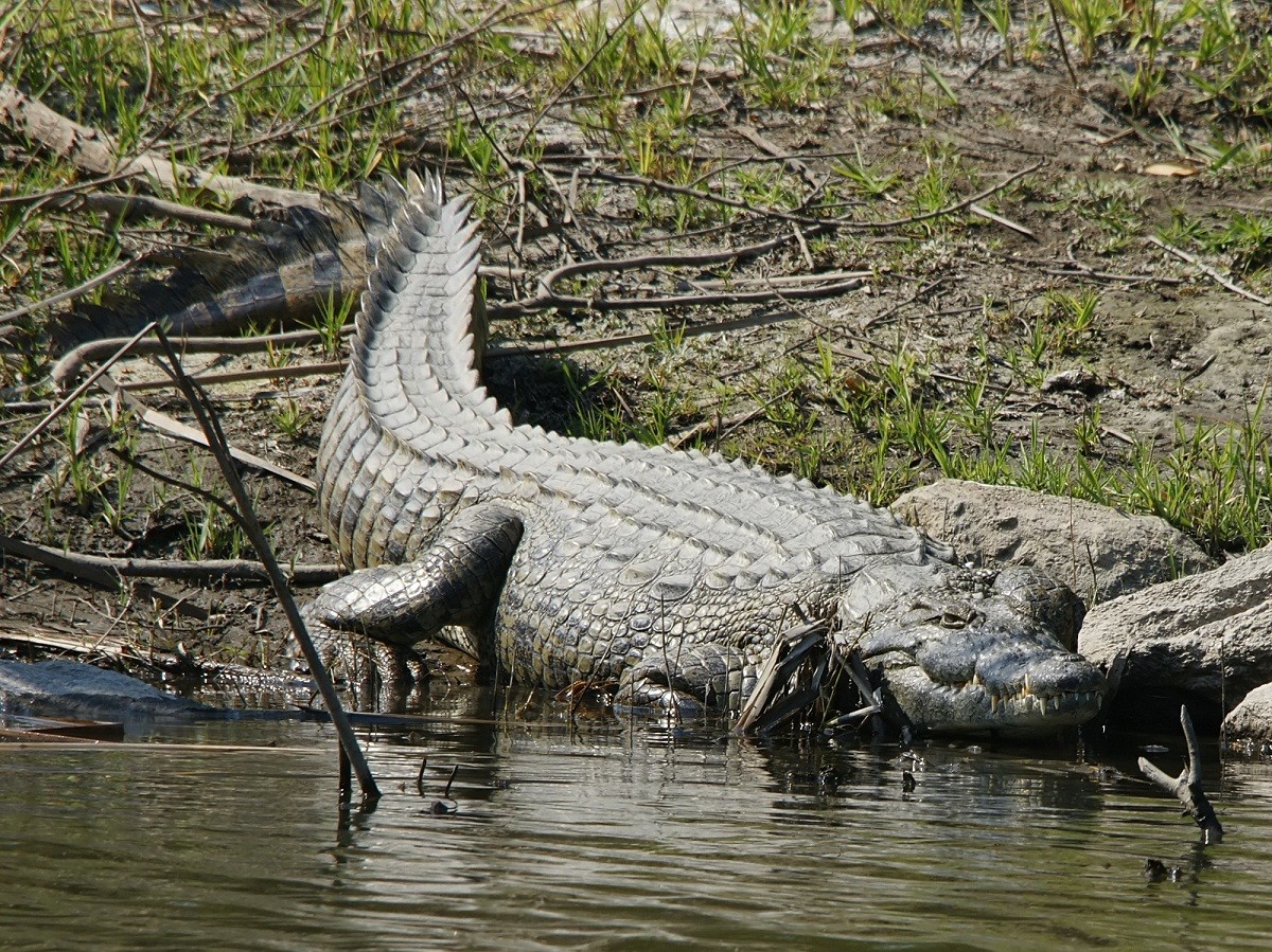 Nile Crocodile The Second-largest Extant Reptile 