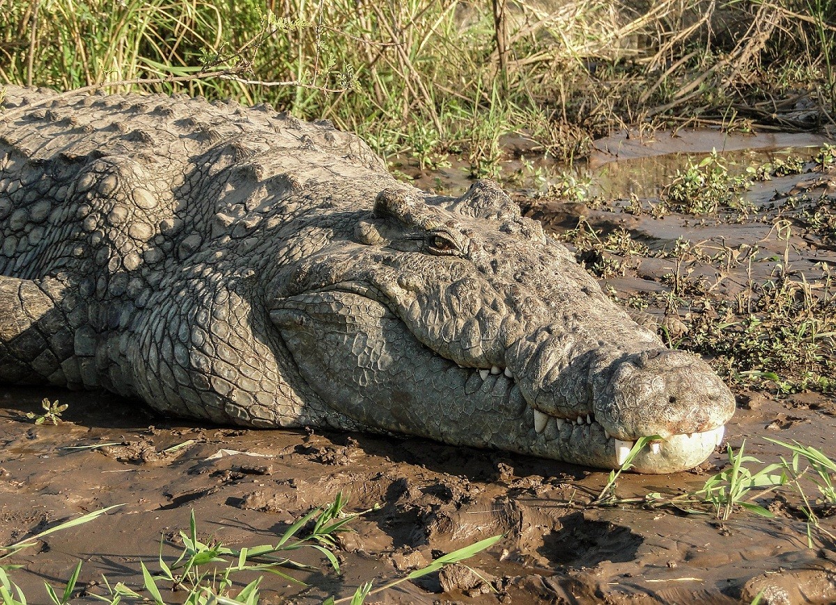 Nile Crocodile The Second-largest Extant Reptile 