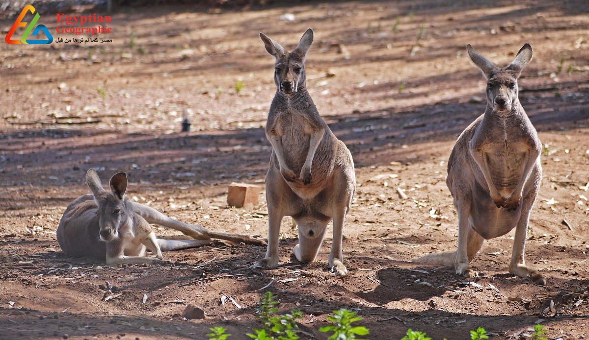 شعب الكنغر ملاكموا الغابات الأسترالية ذو الخمسة أقدام