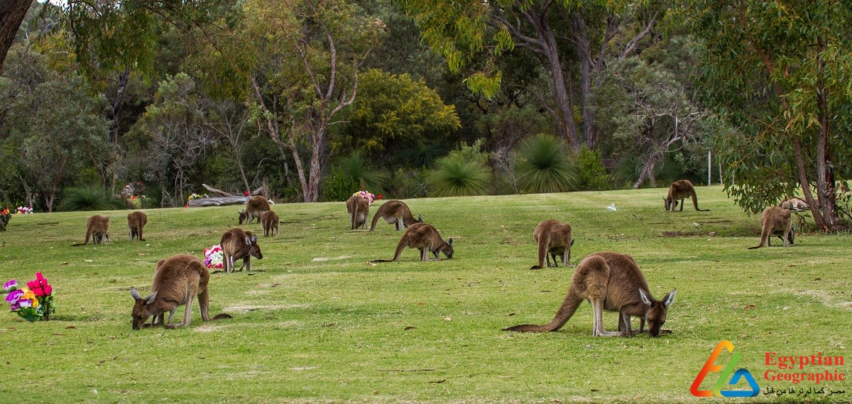 الكنغر الأحمر في إحدي المتنزهات الاسترالية