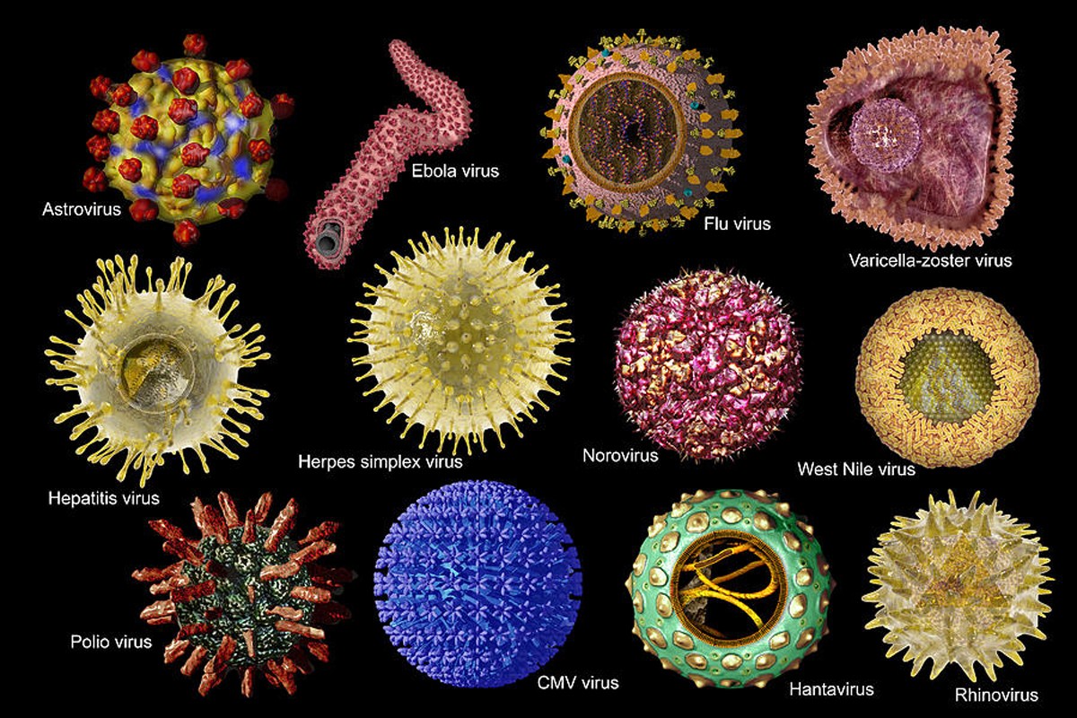 Какое количество коронавирусов