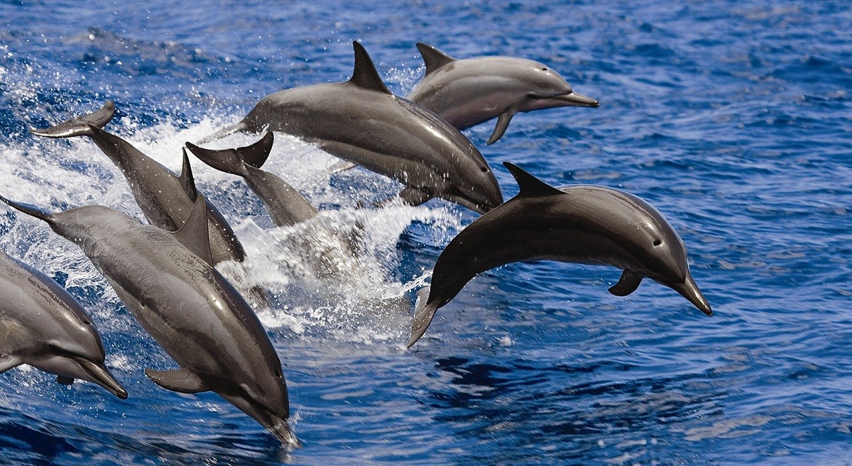 Rudé moře'...druhá největší kolonie delfínů na světě