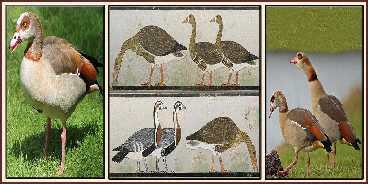 Pharaonic geese
