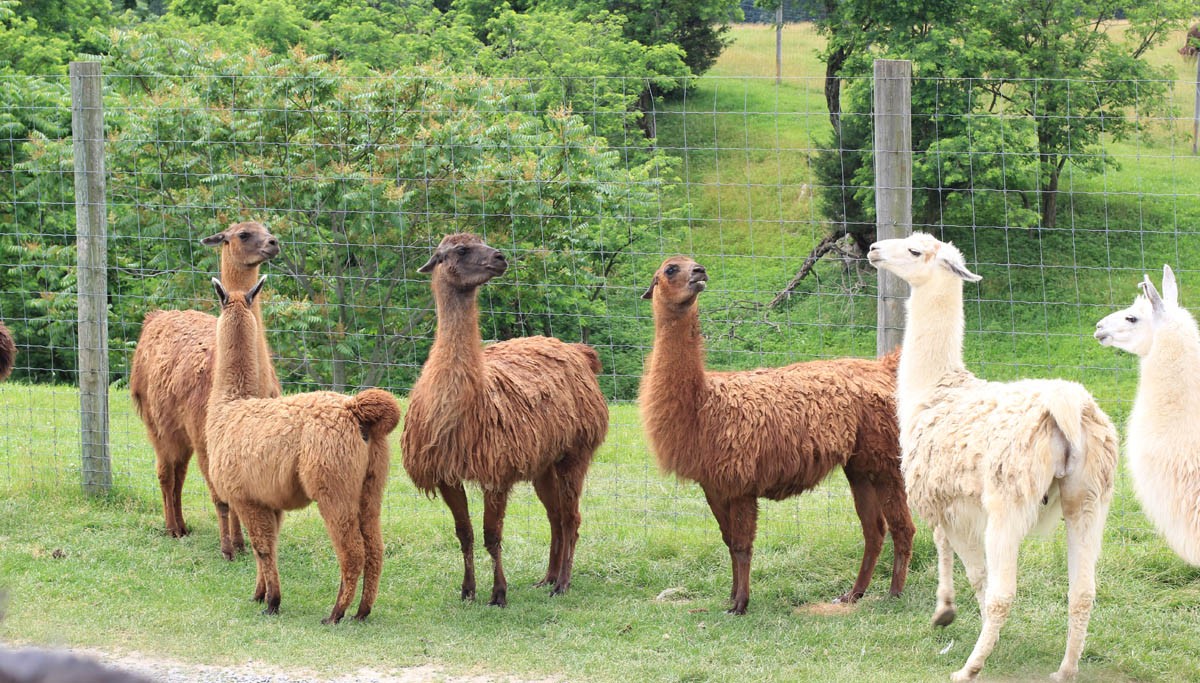 The Llama: the animal that spits within the face of these who make it angry