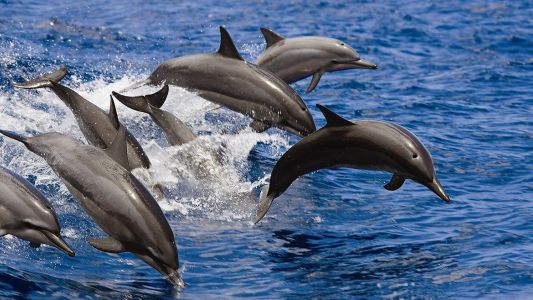 Red Sea”. The second largest colonies of dolphins in the world